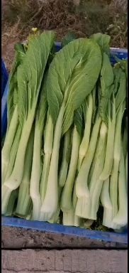 连州市白菜苔 自己基地种的菜心