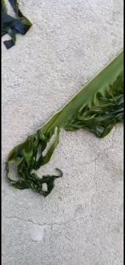 海白菜，裙带，裙带叶