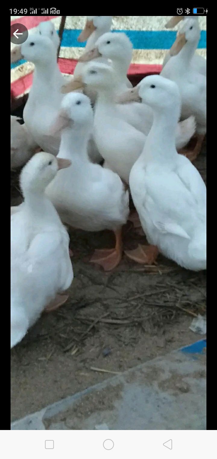  北京白鸭全国包送