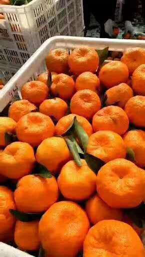 椪柑  精品清江碰柑，产地直销