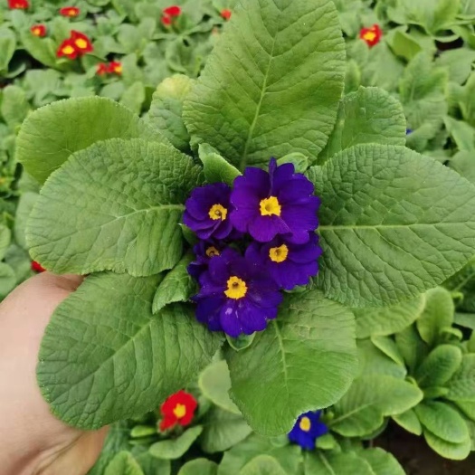 报春花 绿化租摆报春花批发 报春花种植基地
