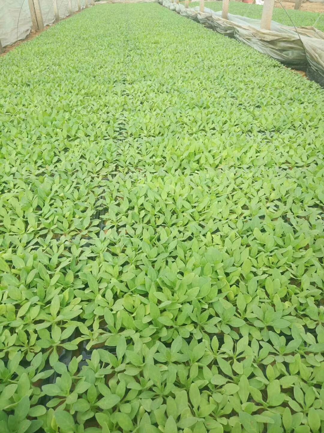 4种颜色矮牵牛穴盘苗出售 山东青州时令草花牵牛穴盘苗种植基地