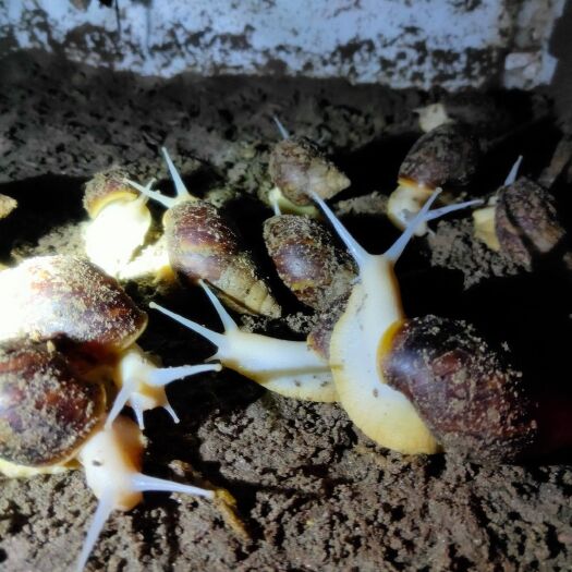 高阳县白玉蜗牛  小件包邮25——35克6厘米左右