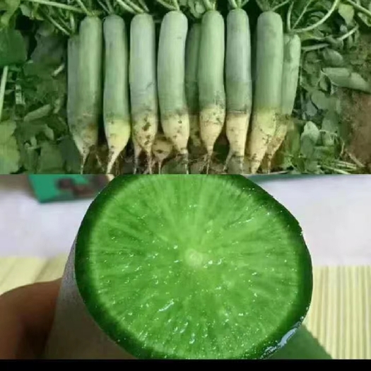 潍坊青萝卜  大量批发潍县萝卜，价格便宜，量大从优，欢迎各位老板