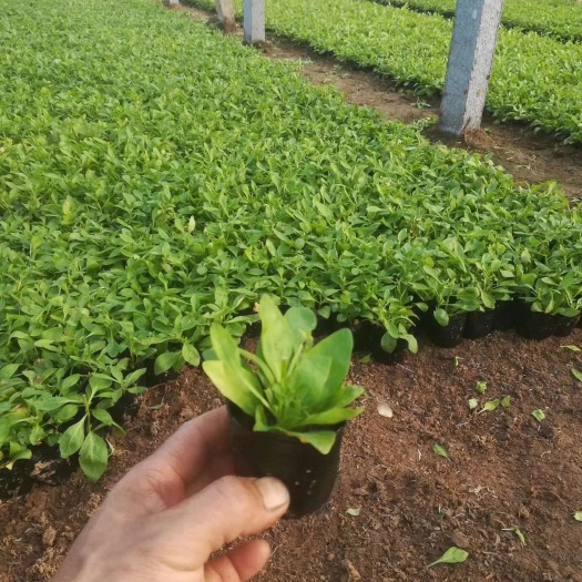 青州市矮牵牛  垂钓牵牛小苗 山东青州草花小苗种植基地 大量出售玫红和粉色