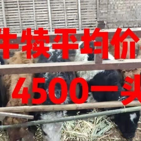 金堂县肉牛  西门塔尔牛犊，小牛犊