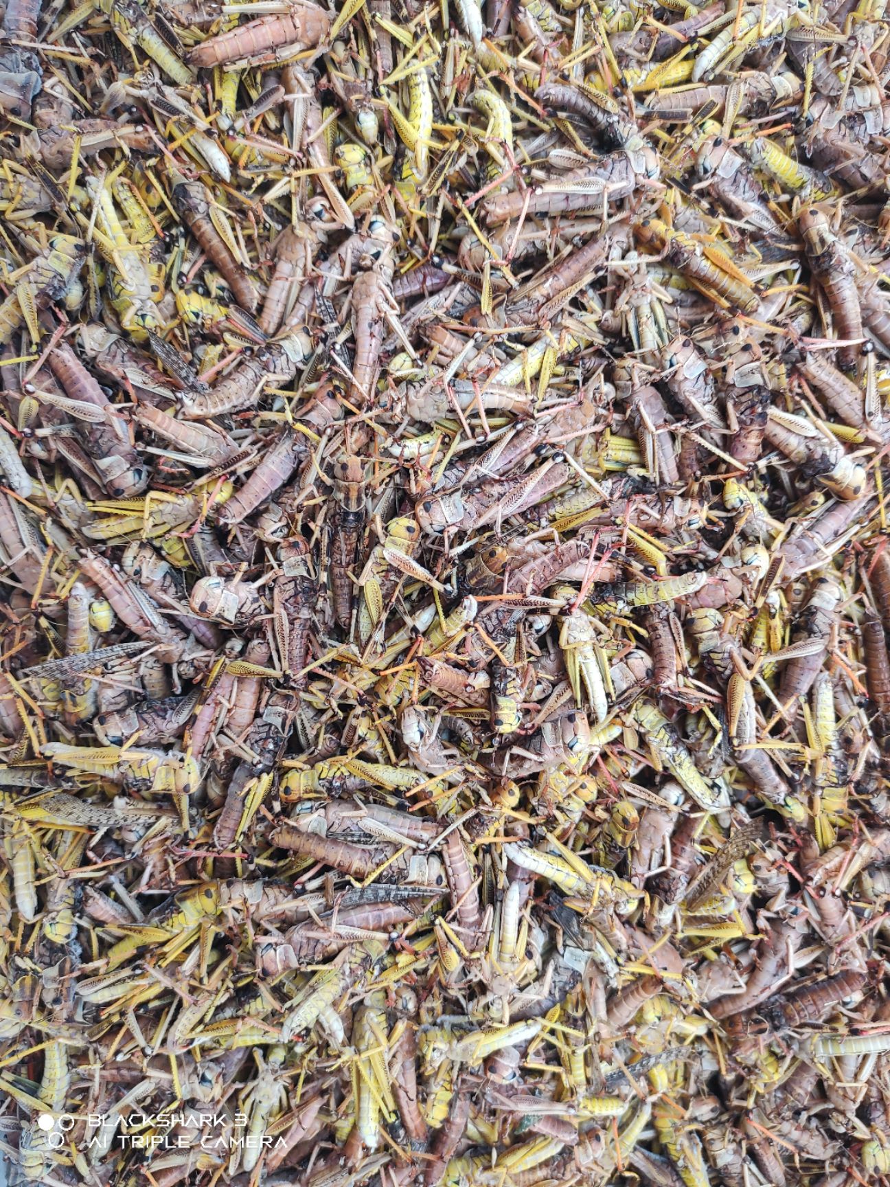 蚂蚱自家养殖个头大满籽蝗虫