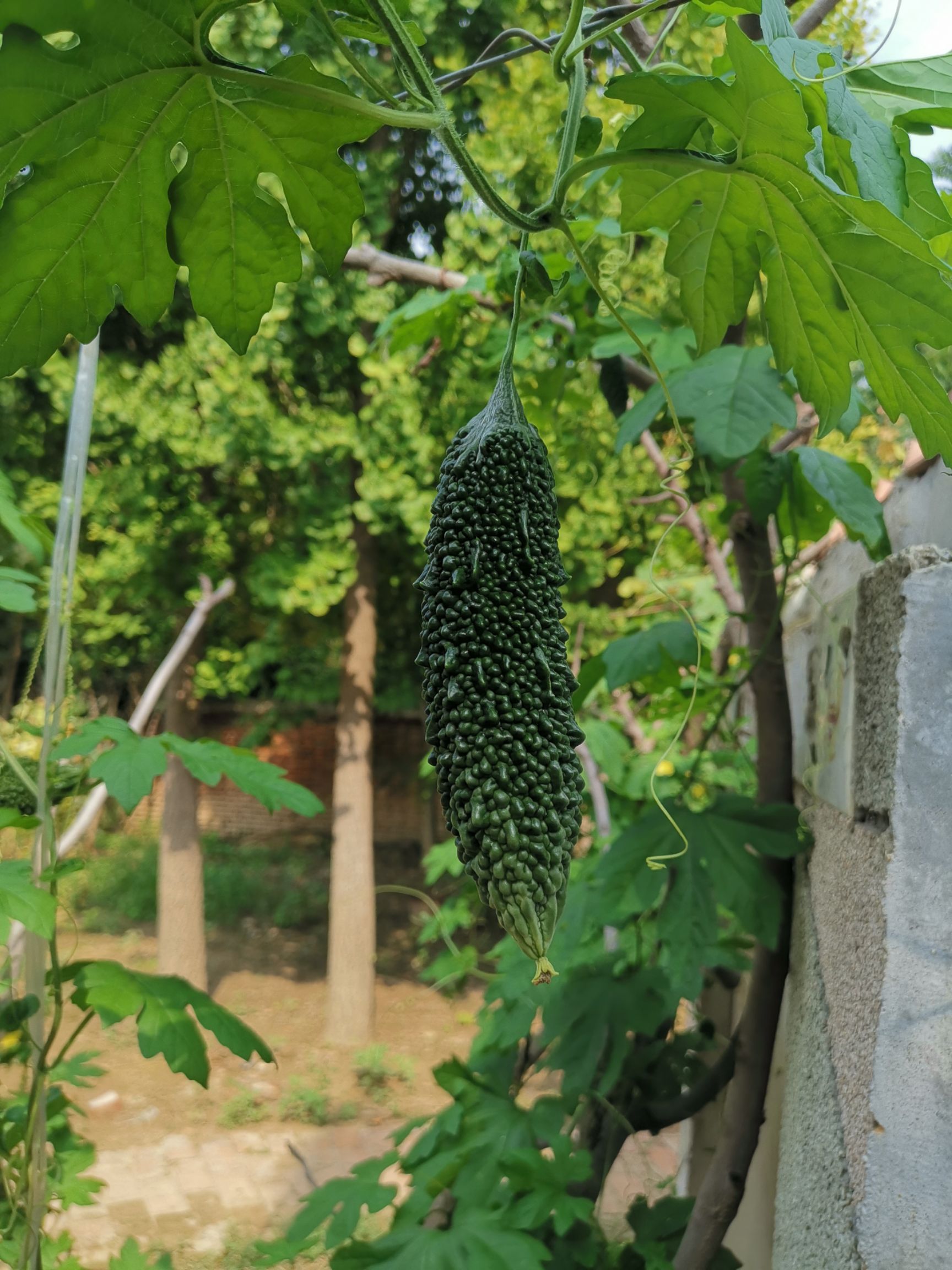 黑苦瓜种子  黑珍珠苦瓜种子结果多疙瘩黑苦瓜种籽墨绿春夏秋冬大田