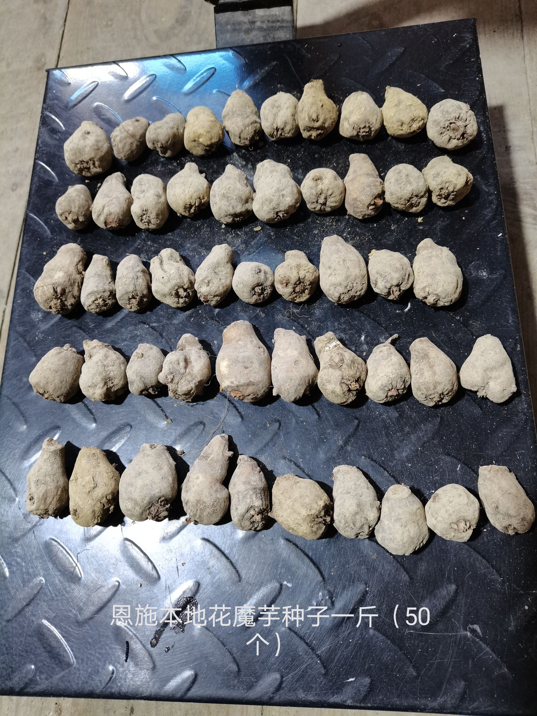 湖北恩施花魔芋高山育种基地