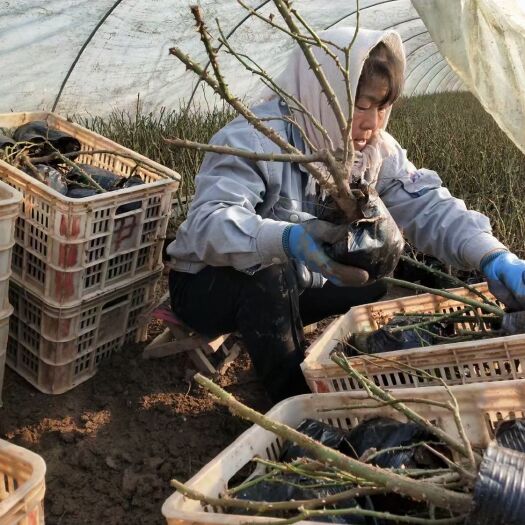 青州市二三年生大花月季老苗 月季老茬子种植基地