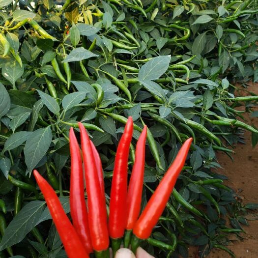 南宁朝天椒 辣椒 大果型 红辣椒