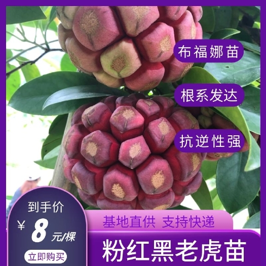灵川县粉红黑老虎苗  布福娜，黑老虎，特色水果，