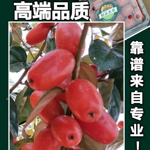 龙胜县纯甜大果-羊奶果苗，扦插杯苗，特大果品种