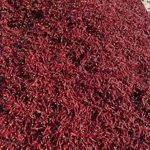 明光市朝天椒干辣椒 干辣椒