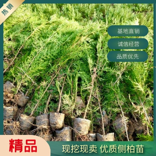 周至县侧柏苗  侧柏树苗扁侧柏树柏树苗庭院绿化侧柏树苗耐寒四季青