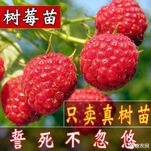 四季红树莓苗  树莓苗野生双季树莓覆盆子树苗黄红树莓苗南方北