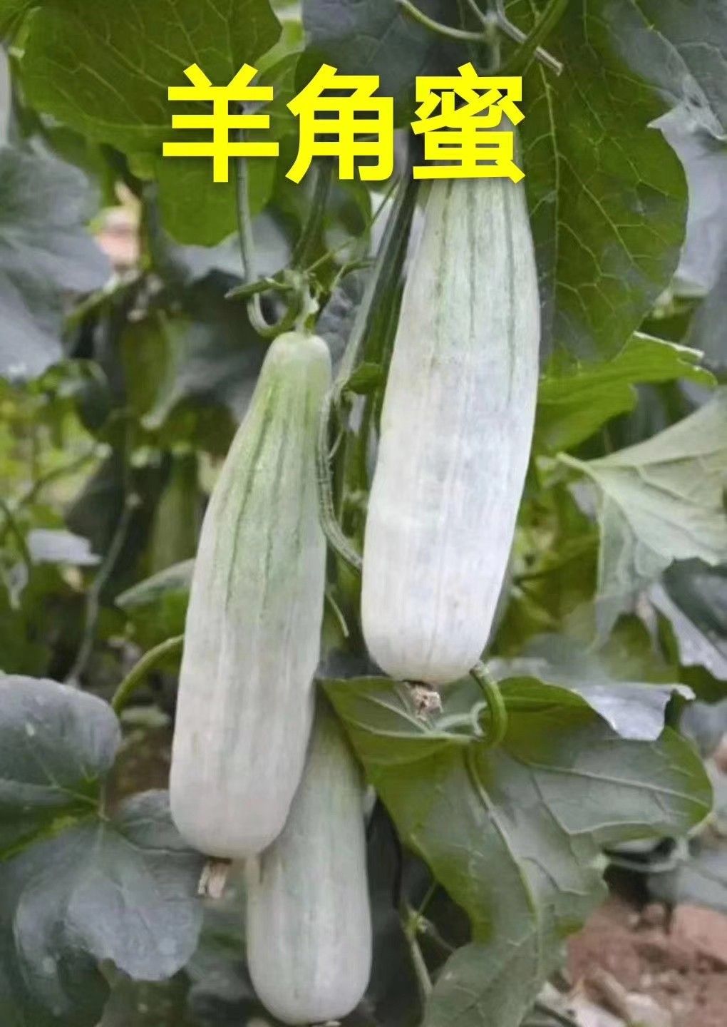 山东潍坊羊角蜜甜瓜产地批发价格便宜