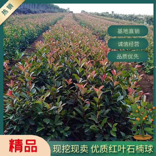 周至县普通红叶石楠  苗圃直销红叶石楠树苗四季常青绿化苗木彩色工程绿篱