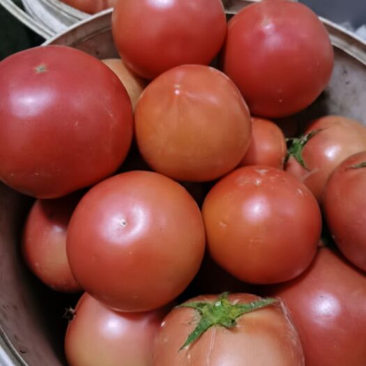 博兴县硬粉168 大量毛粉柿子上市。彩椒上市。