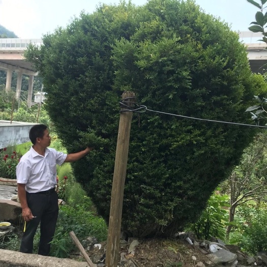 长沙 雀舌黄杨