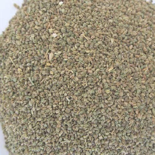 吉林市根芹种子  芹菜籽:降呀是芹菜的50倍、可以种植！也可以五谷磨粉生