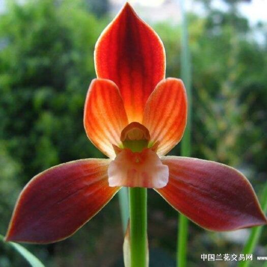 平原县 兰花豆瓣兰精品转色花《红河红》