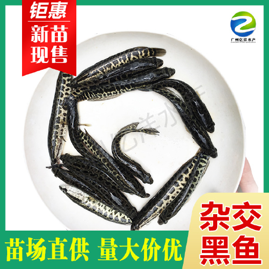广州乌鳢苗 优质杂交黑鱼苗 鱼场批发 包邮送货 技术指导
