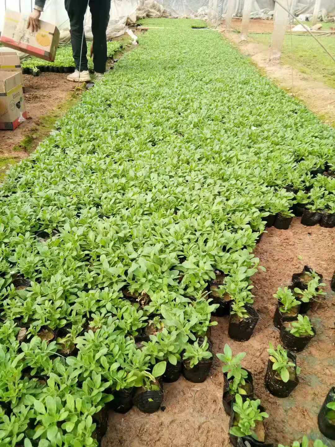 矮牵牛  垂钓牵牛小苗 山东青州草花小苗种植基地 大量出售玫红和粉色