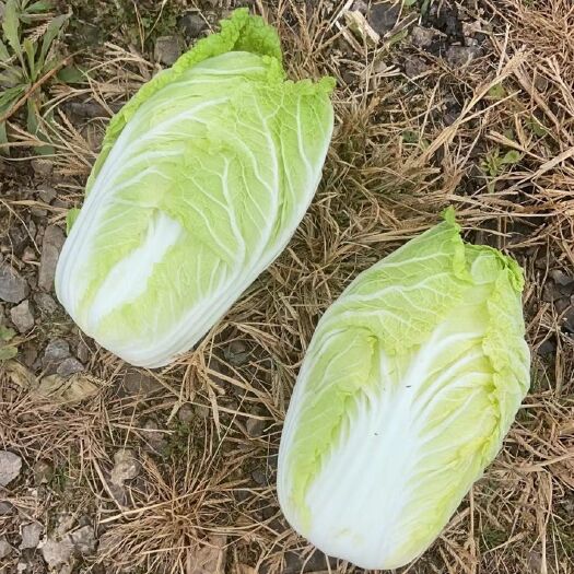半黄心菜 