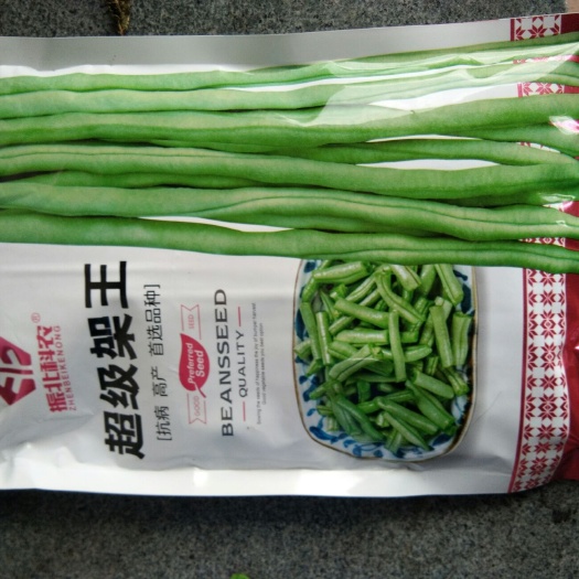 厦门四季豆种子  无筋四季豆  超级架豆王