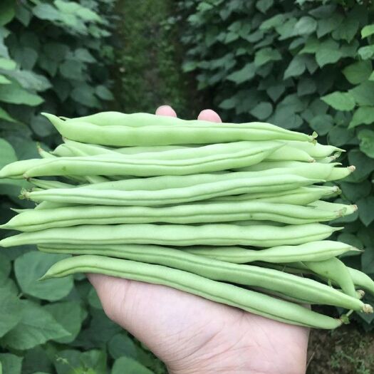  湛江新鲜长豇豆无筋豆角时令蔬菜白豇豆现摘嫩豇豆四季豆批发