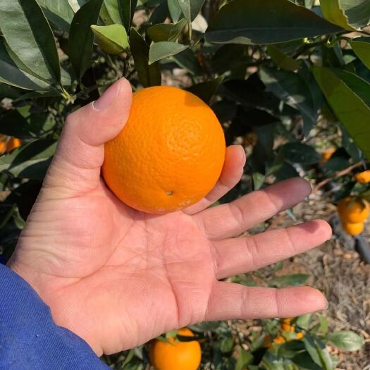 全州县蜜香橙 密香橙大量货源，红度好，果面干净光滑，中大果。