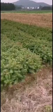 大量供应杉木树苗