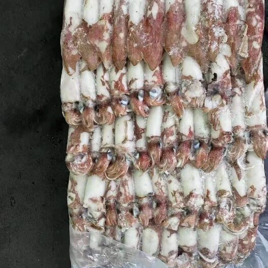 福州 印尼鱿鱼 脱皮6号 拖网