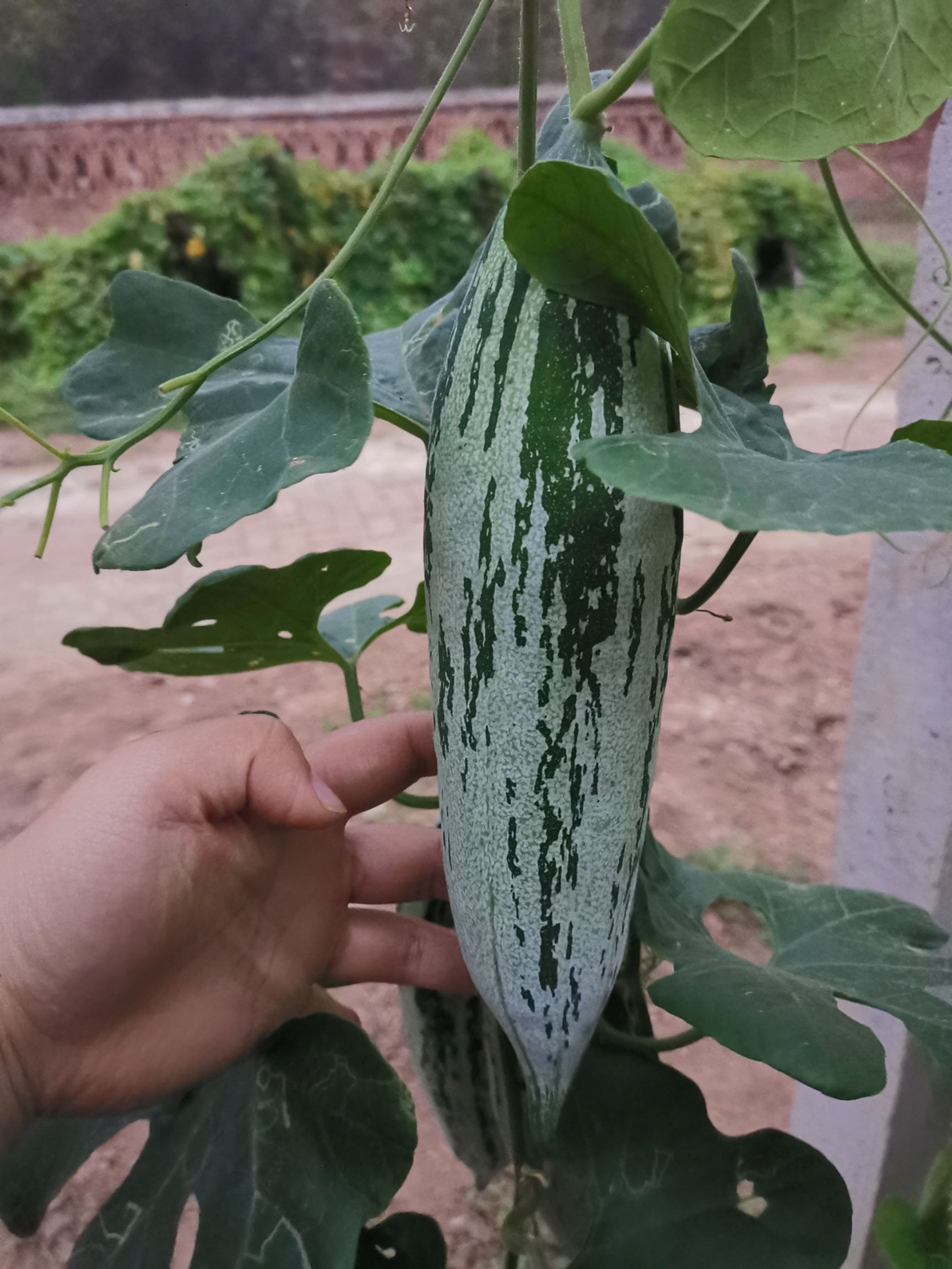 变色瓜种子 老鼠瓜籽观赏食用春秋种爬藤 菜园阳台早熟抗病
