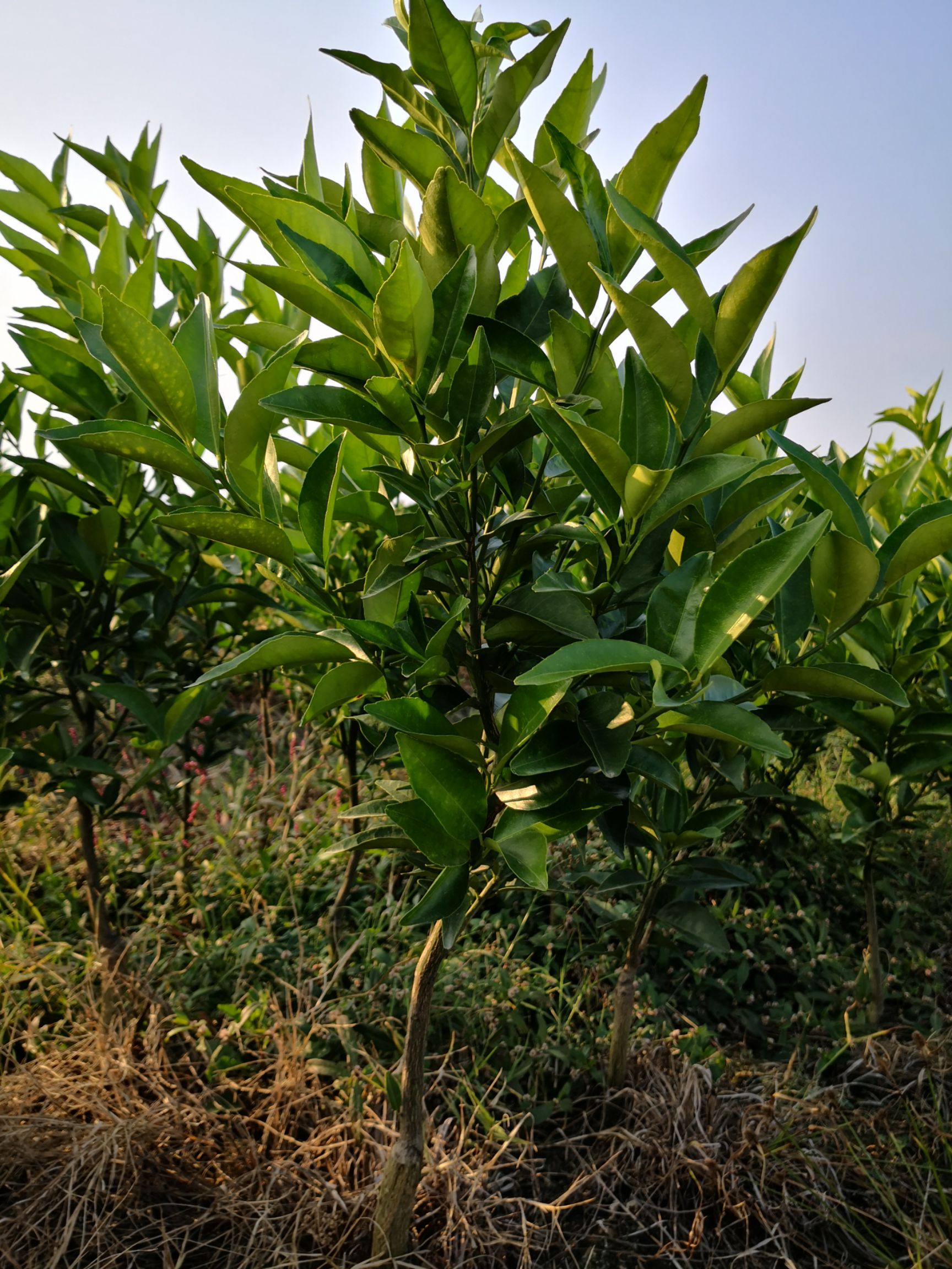 世纪红柑橘苗  东方红桔 外观漂亮 果肉化渣 果树粗放好管理