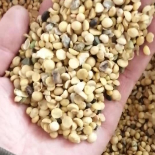 北票市黄豆瓣 生大豆 1等品