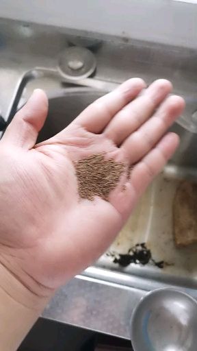 津南实芹芹菜种子  铁杆芹菜种子 实心芹 四季耐热 生长速度快 基地专用