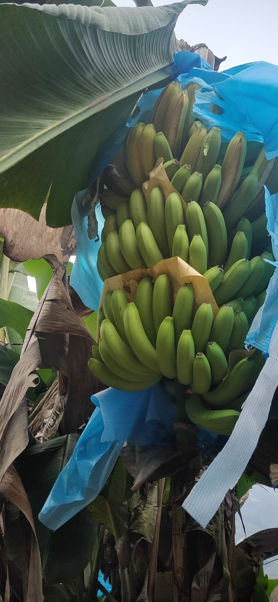 云南红河香蕉 实地考察精品货，有看上的老板联系了，价格便宜。