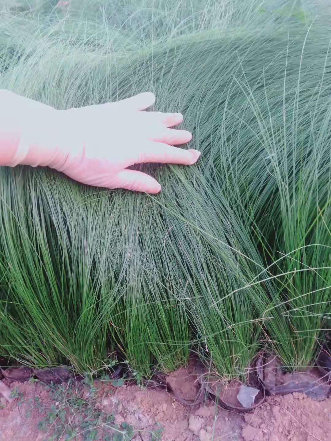 细叶针芒  花镜花艺墨西哥羽毛草 山东青州观赏草