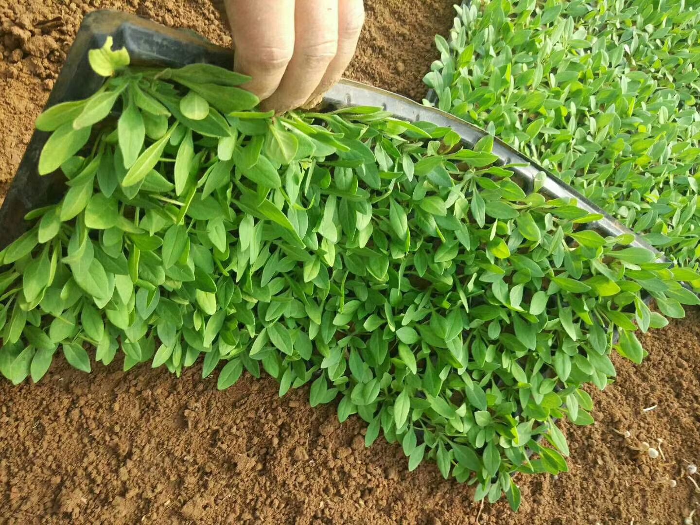 4种颜色矮牵牛穴盘苗出售 山东青州时令草花牵牛穴盘苗种植基地