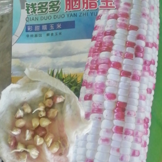 西昌市甜糯玉米种子  加甜加糯花玉米，口感好，皮薄化渣，产量高。