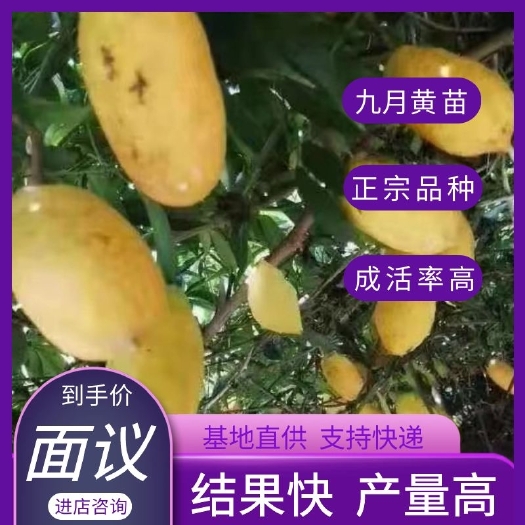 灵川县九月黄苗  九月黄果苗，两年苗