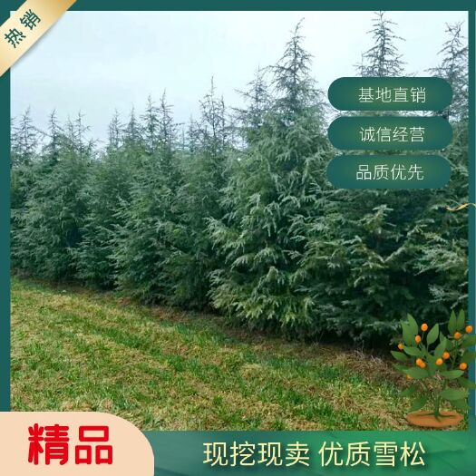 周至县普通雪松  雪松树苗小苗庭院盆栽地栽绿化树苗，南北方种植四季常青