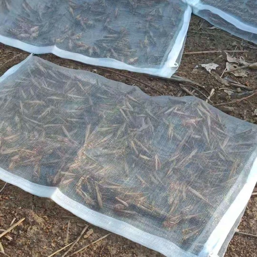 南宁活体蚂蚱