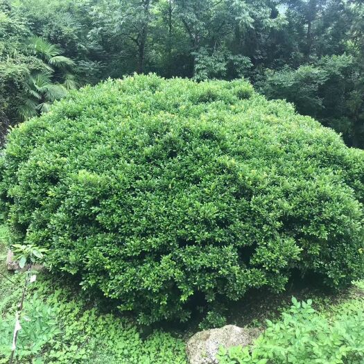 长沙 雀舌黄杨