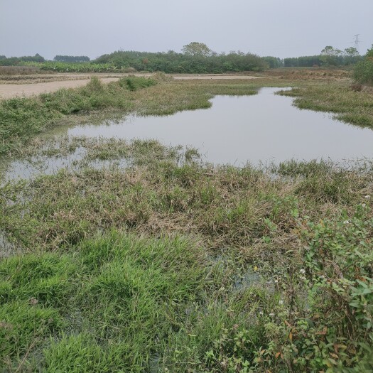 合浦县 城郊水田出租