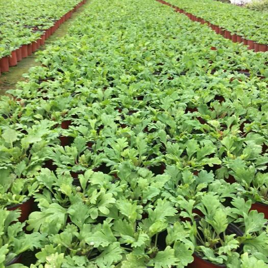  虞美人工程苗，大杯、小杯都有，基地直销