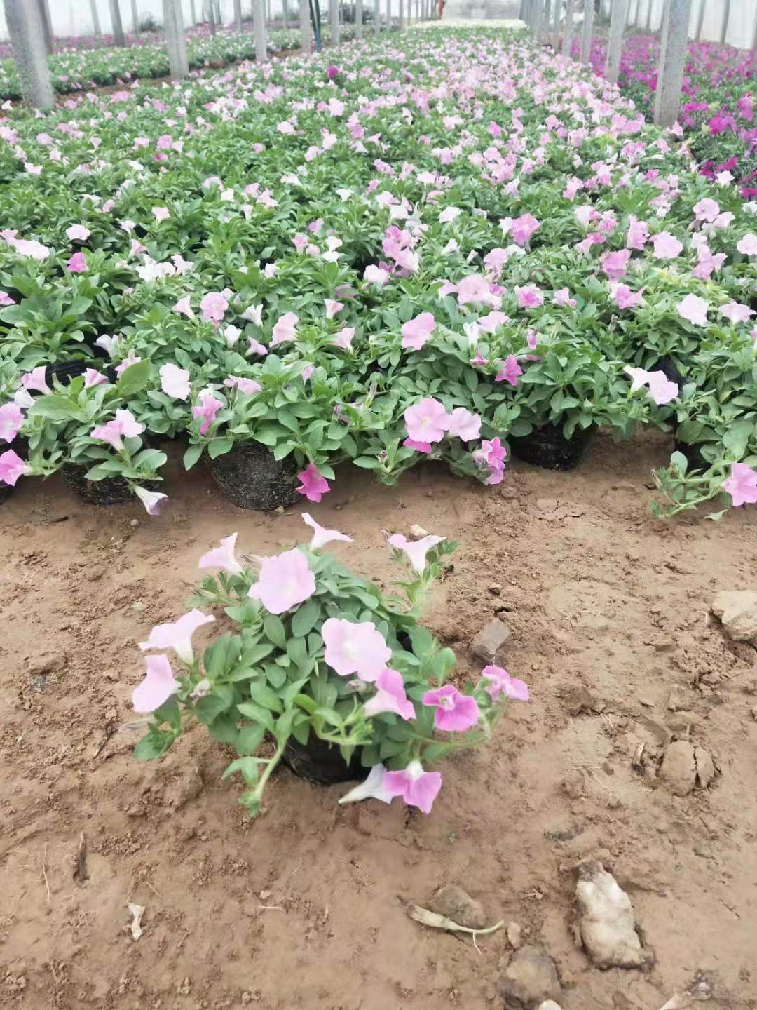 矮牵牛  垂钓牵牛小苗 山东青州草花小苗种植基地 大量出售玫红和粉色