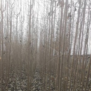 佛坪县杜仲苗 大量出售1/3公分杜仲，数量30万棵，年前低价出售